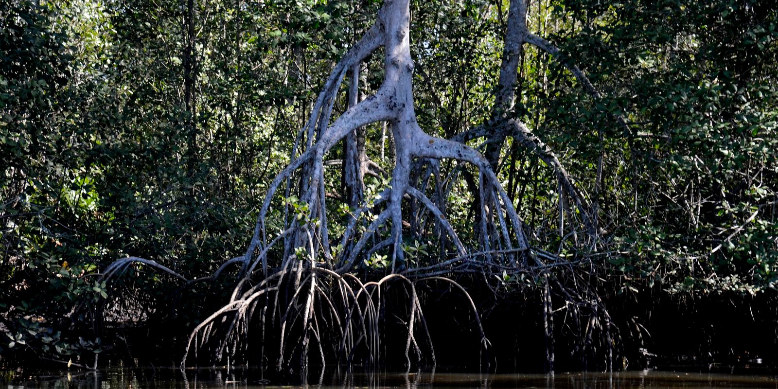 Estudos apontam que manguezais evitam ida de carbono para atmosfera