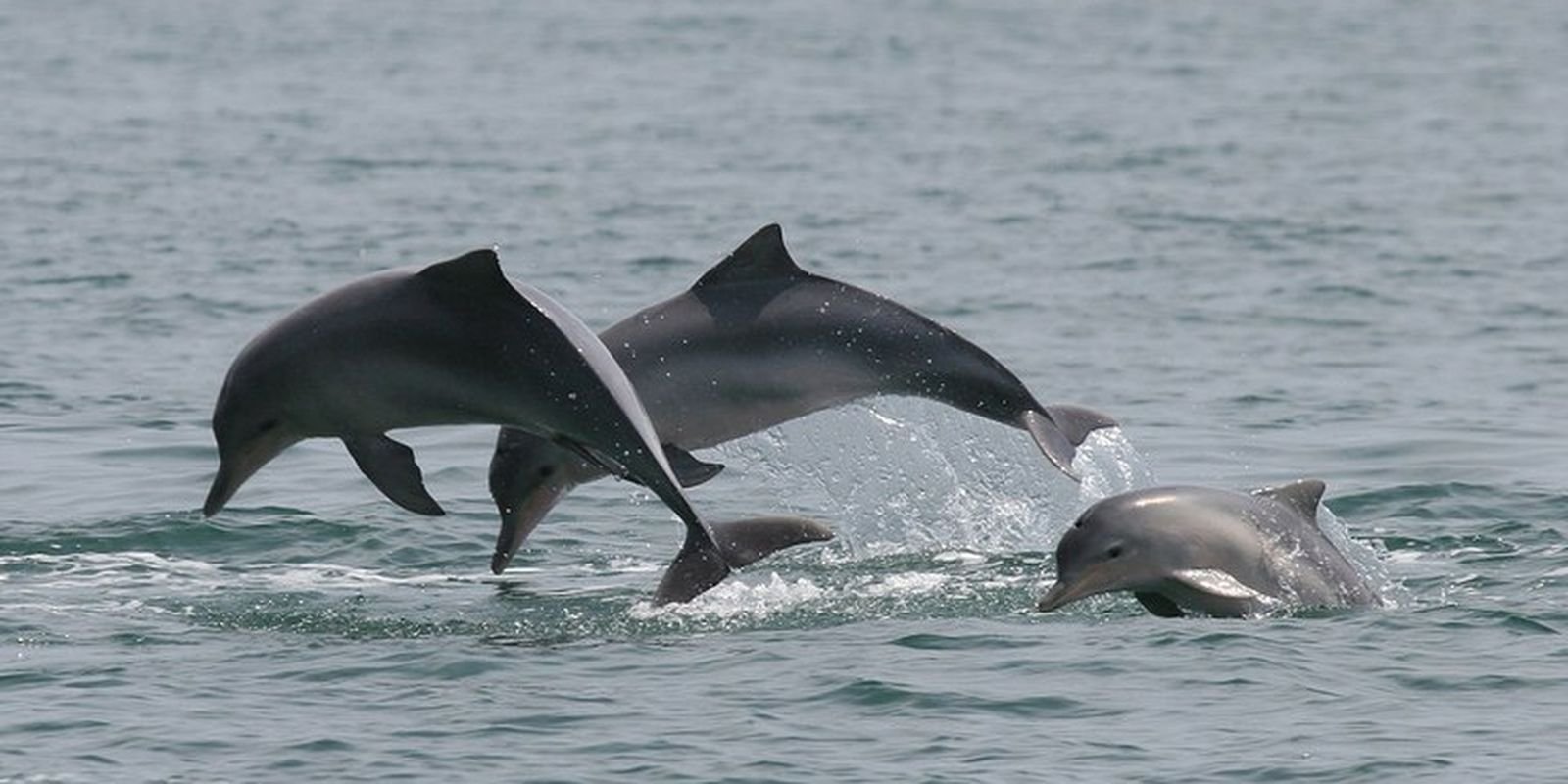 Estudo detecta bactéria da leptospirose em golfinhos e lobos-marinhos