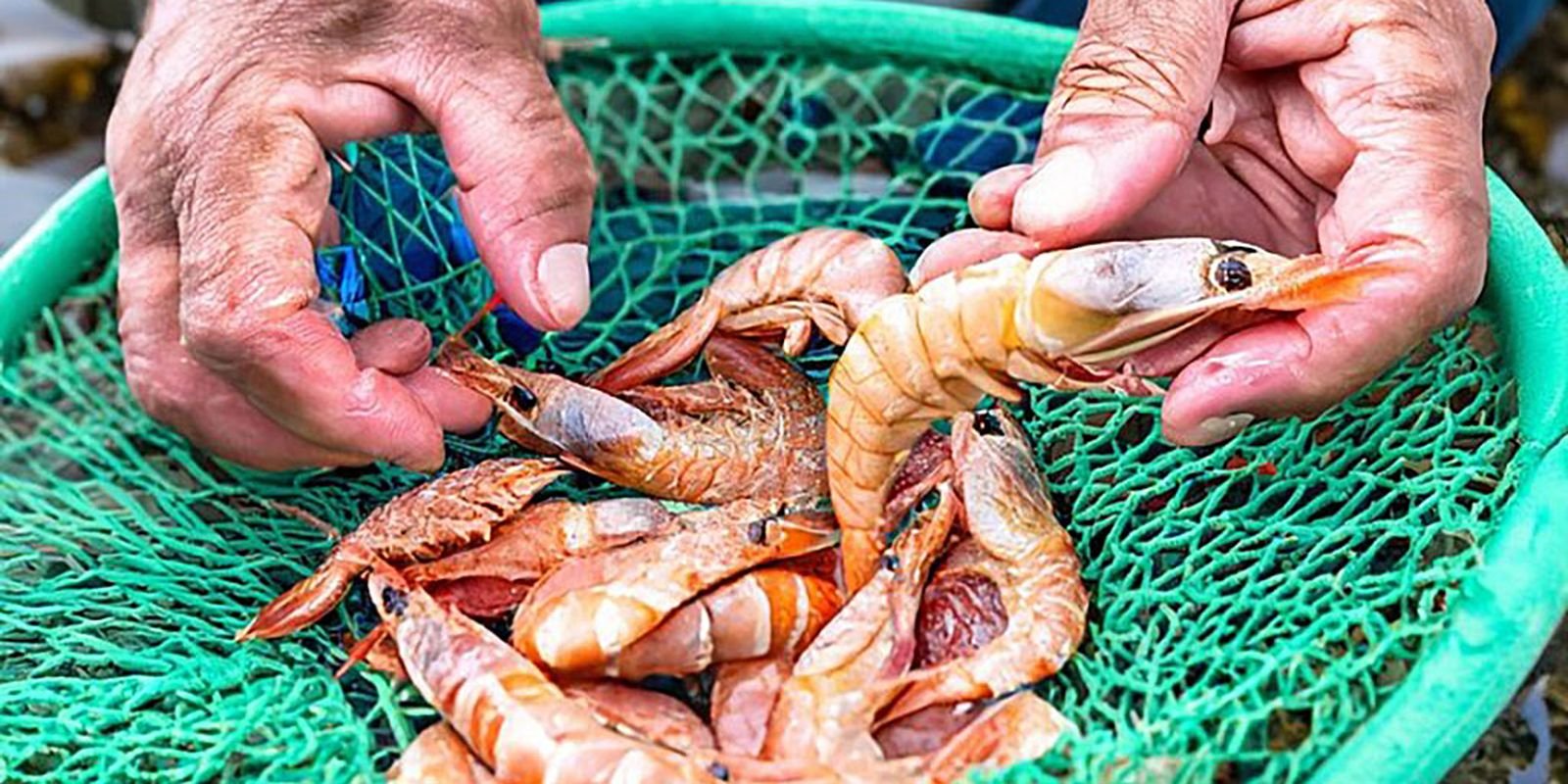 Período de defeso de cinco espécies de camarão começa neste domingo