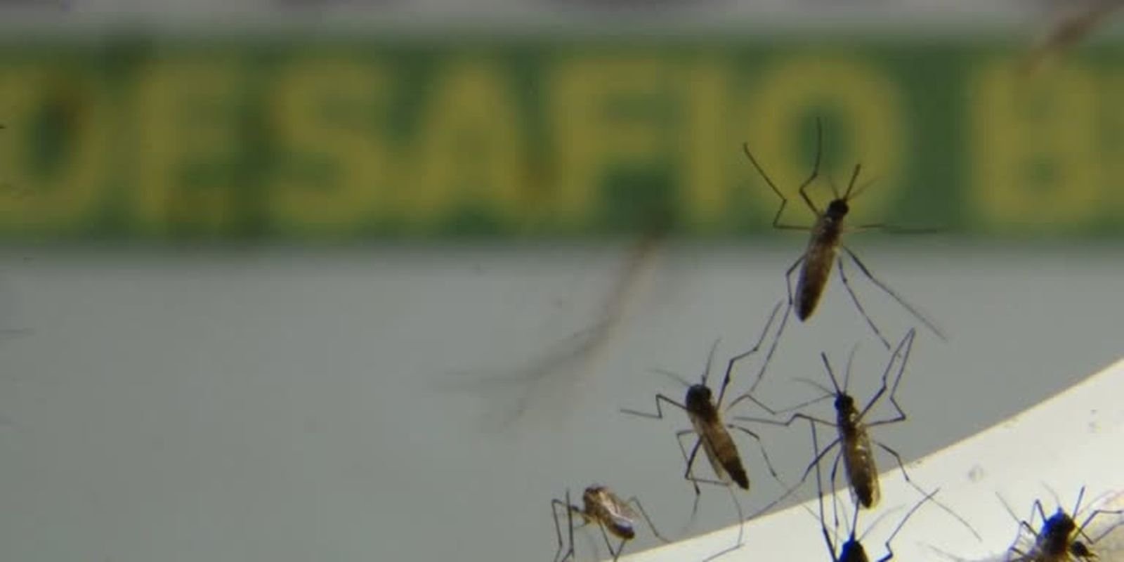 Com epidemia, Rio tem recorde de internações por dengue em janeiro