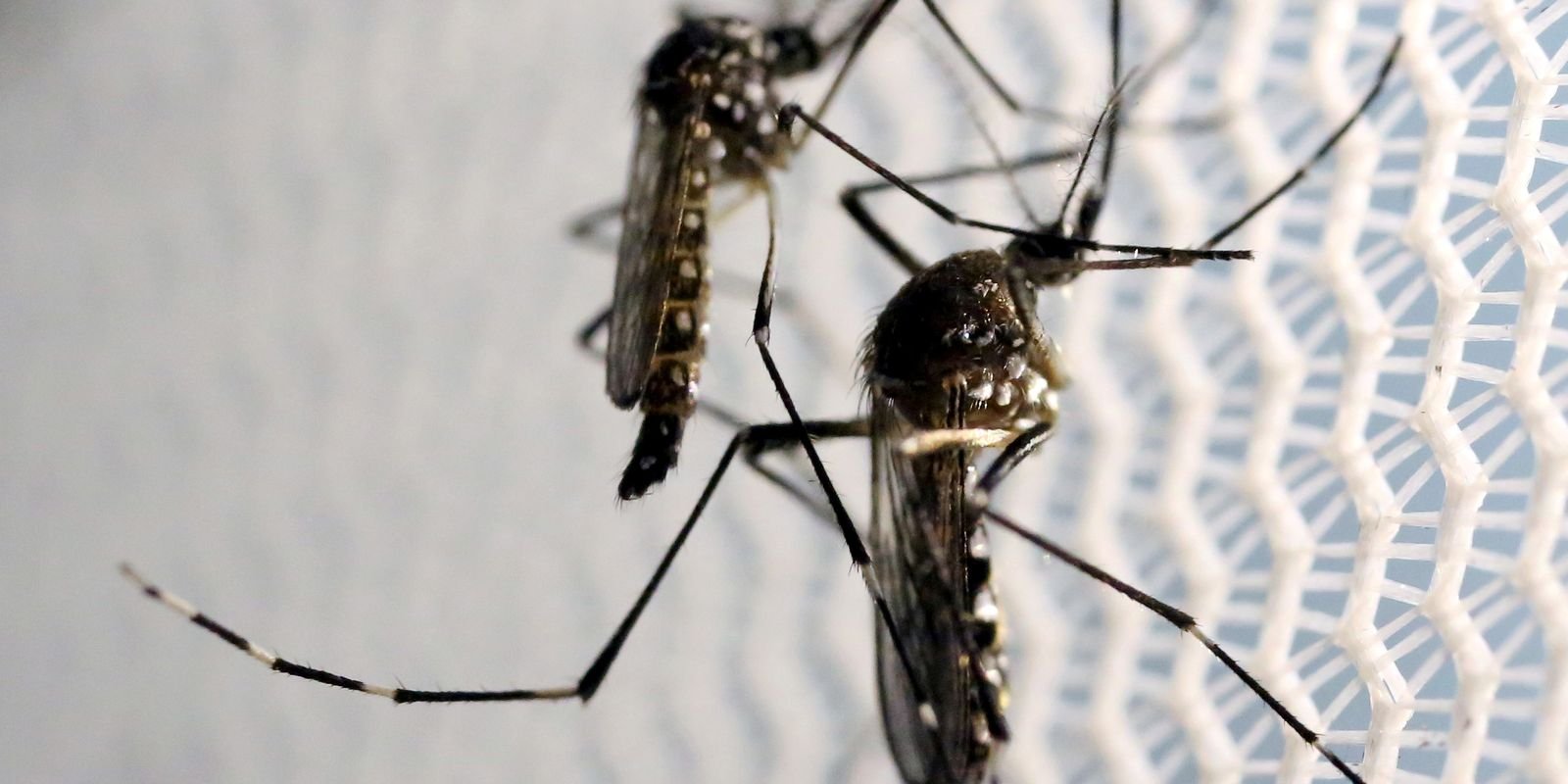 Cidade do Rio tem mais de 2 mil casos de dengue em 24 horas